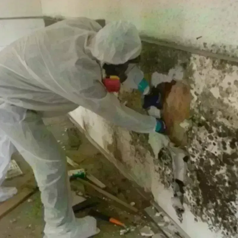 Mold Remediation and Removal in Bienville Parish, LA